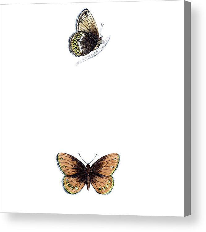 Engraving Acrylic Print featuring the photograph Silver Bordered Ringlet - Hand Coloured by Andrew howe