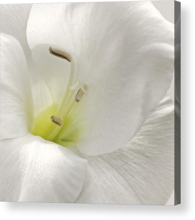 Floral Acrylic Print featuring the photograph Simplicity by Darlene Kwiatkowski