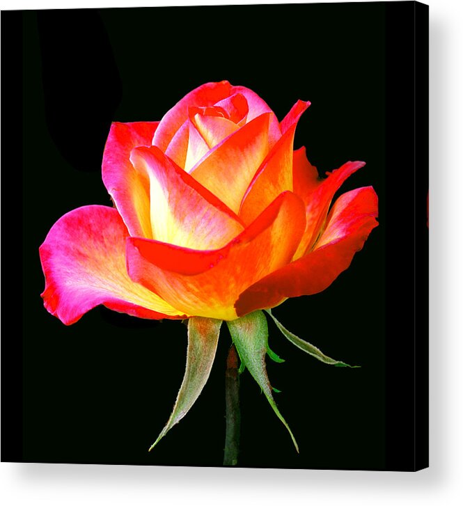 Rose Acrylic Print featuring the photograph Simply a Rose by Floyd Hopper