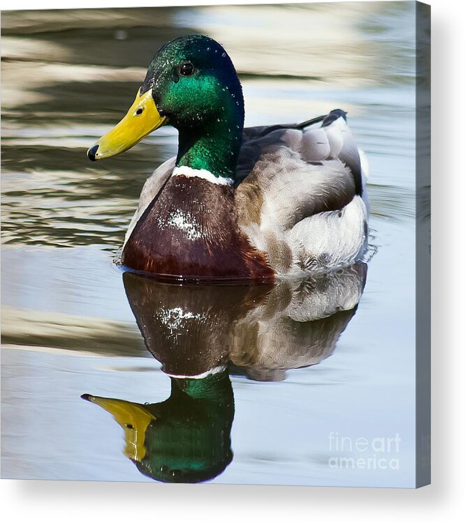 Duck Acrylic Print featuring the photograph Sitting Pretty by Nikki Vig