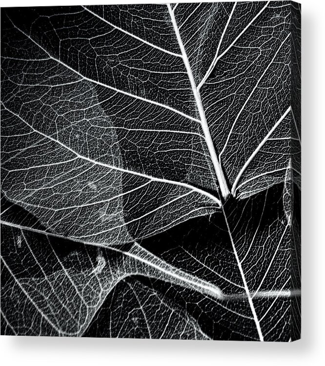 Skeletal Leaves Acrylic Print featuring the photograph Skeletal Leaf Montage No.2 by Bonnie Bruno