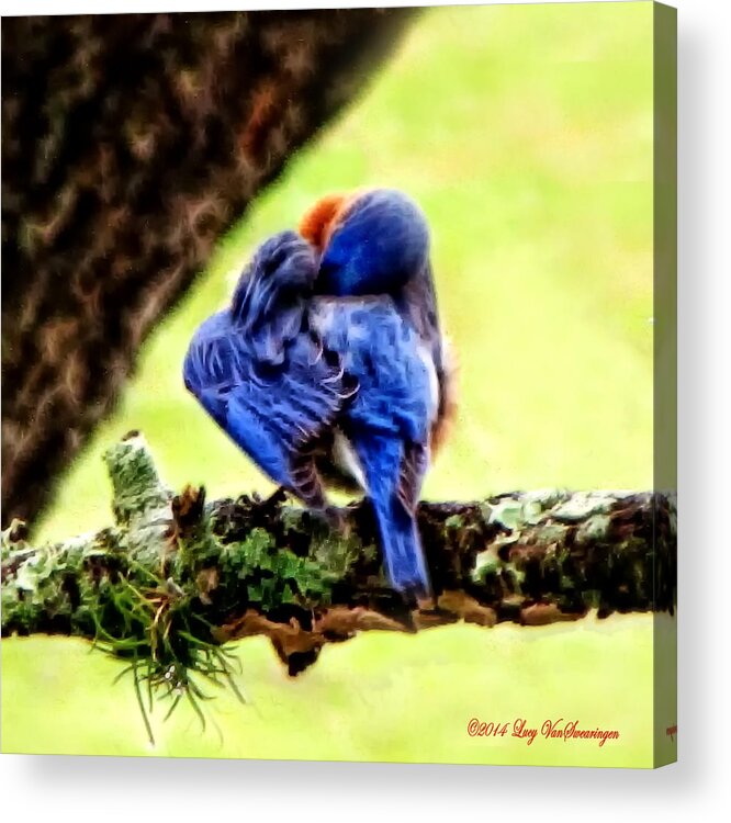 Bluebird Acrylic Print featuring the photograph Sleepy Bluebird by Lucy VanSwearingen