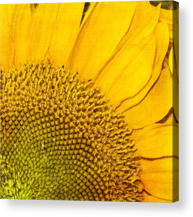 Sunflower Acrylic Print featuring the photograph Slice of Sunshine by Cathy Kovarik