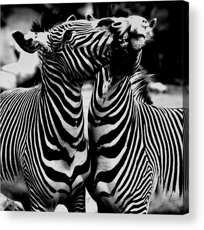 Zebras Acrylic Print featuring the photograph Sloppy One by Jeremiah John McBride