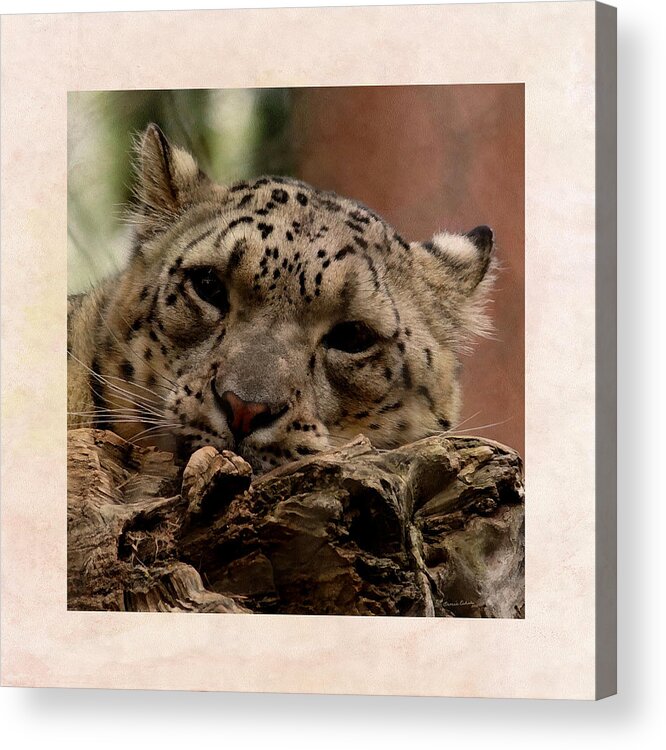 Animals Acrylic Print featuring the digital art Snow Leopard 17 by Ernest Echols