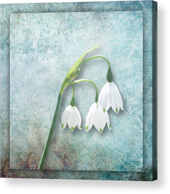 Snowdrop Acrylic Print featuring the photograph Snowdrop by Lynn Bolt