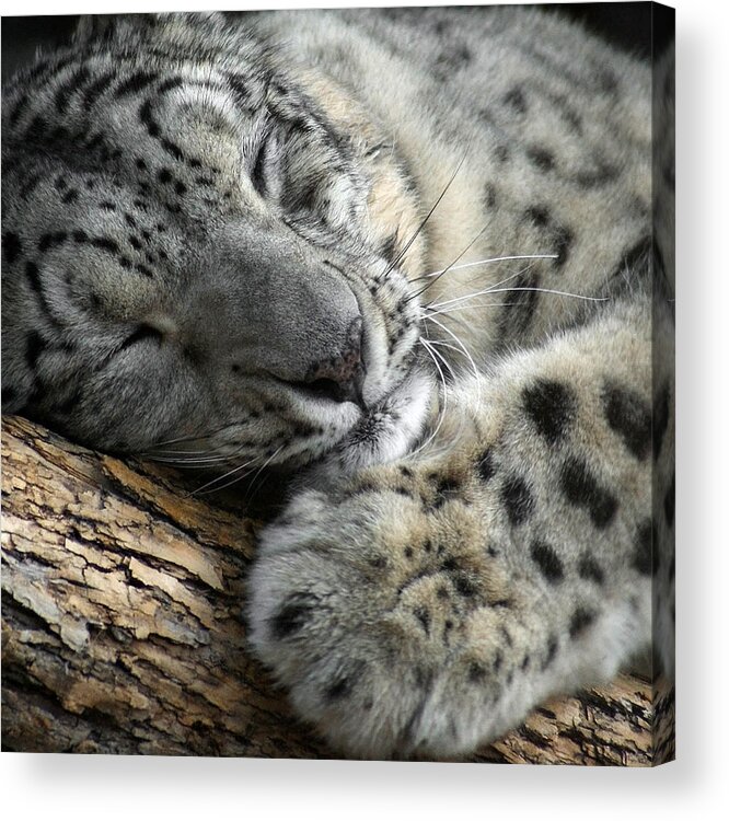 Animals Acrylic Print featuring the photograph Snuggles by Ernest Echols