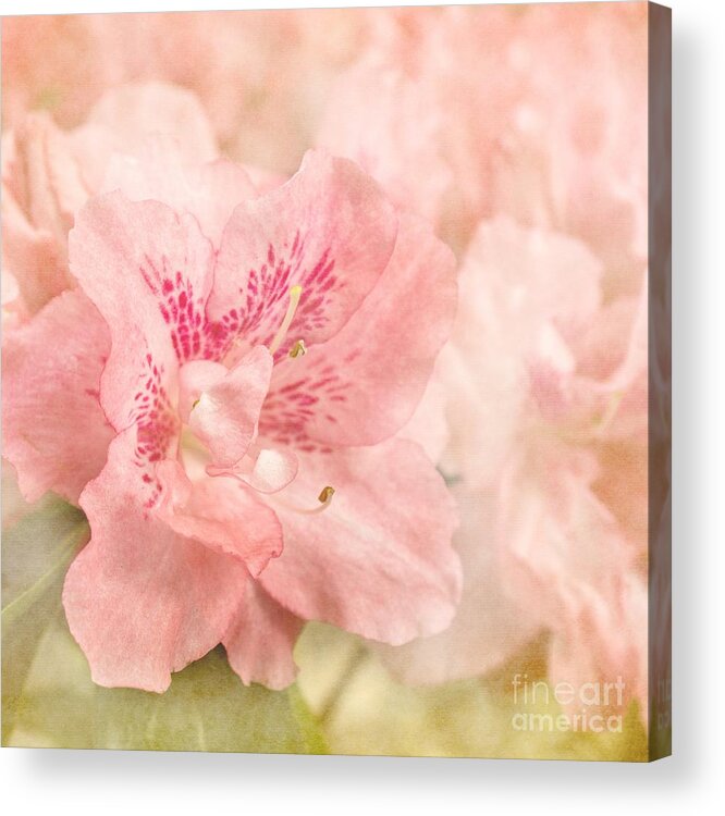 Azalea Acrylic Print featuring the photograph Softly Pink by Peggy Hughes