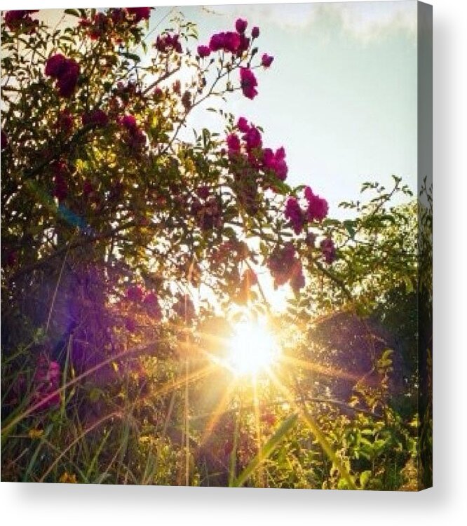 Beauty Acrylic Print featuring the photograph Solar Power by Aleck Cartwright