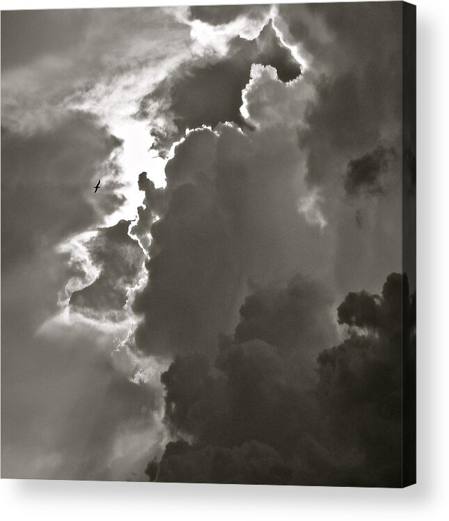 Clouds Acrylic Print featuring the photograph Solo Flyer by Kim Pippinger