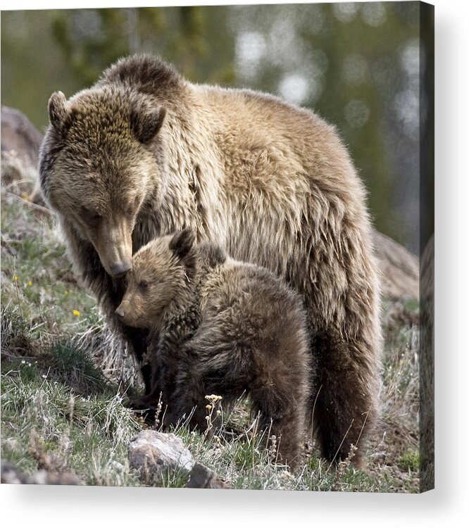 Grizzly Bears Acrylic Print featuring the photograph Someone To Watch Over Me by Max Waugh