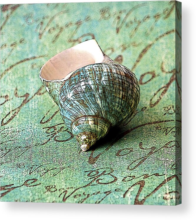 Gastropoda Acrylic Print featuring the photograph Souvenir Shell by Karen Stephenson