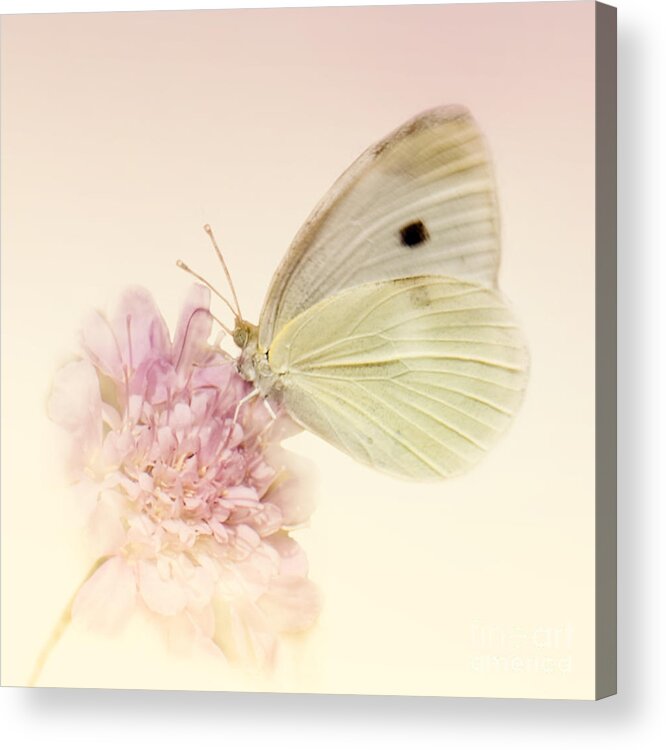 Cabbage White Butterflies Acrylic Print featuring the photograph Spellbinder by Betty LaRue