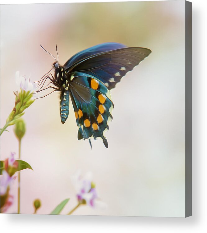Insect Acrylic Print featuring the photograph Spicebush Swallowtail Butterfly by Bill and Linda Tiepelman