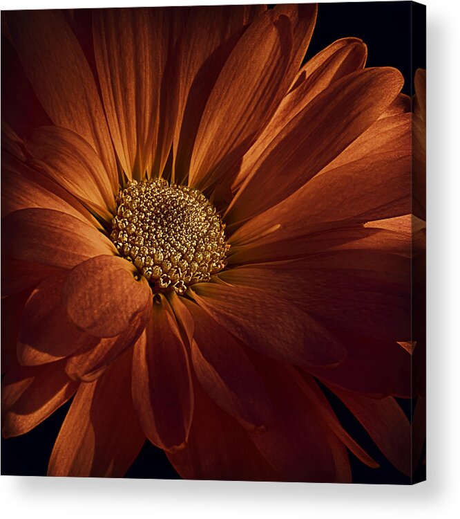 Floral Acrylic Print featuring the photograph Spiced Apple Cider by Darlene Kwiatkowski