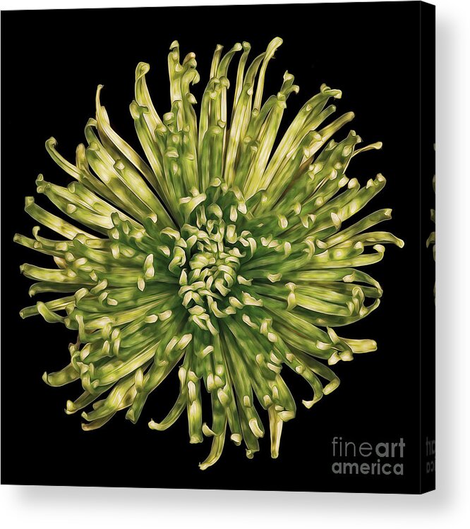 Flower Acrylic Print featuring the photograph Spider Mum by Jerry Fornarotto