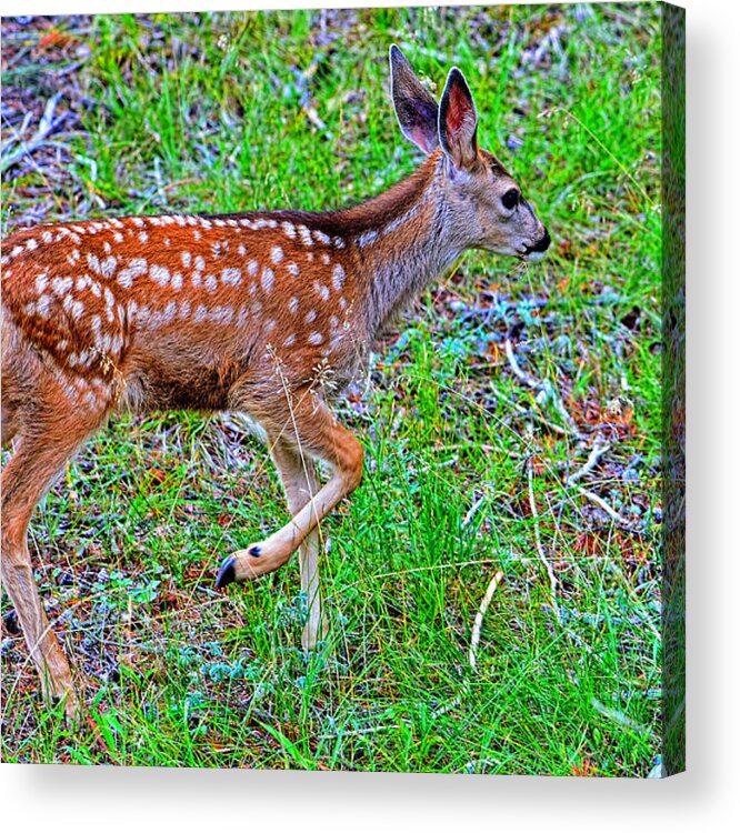 Deer Acrylic Print featuring the photograph Spotted fawn walking away by Jim Boardman