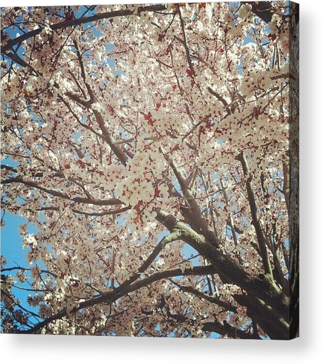 Spring Acrylic Print featuring the photograph #spring #cherryblossom by Tommy Gunn
