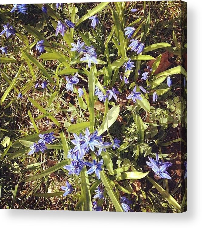 Nh Acrylic Print featuring the photograph #spring #flower #color #nh by Mathieu Bourgeois 