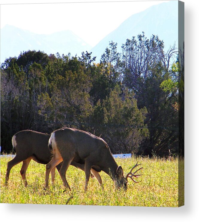 Deer Acrylic Print featuring the photograph Spring Grazing Mule Deer Bucks by Dale Jackson