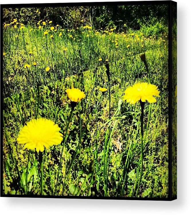 Spring Acrylic Print featuring the photograph Spring Time by Clay Pritchard