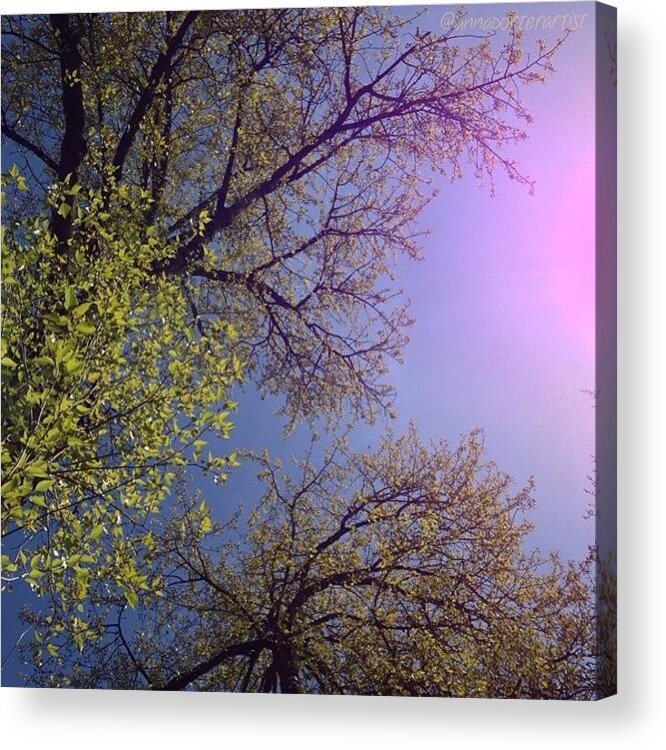 Spring Acrylic Print featuring the photograph Spring Trees by Anna Porter