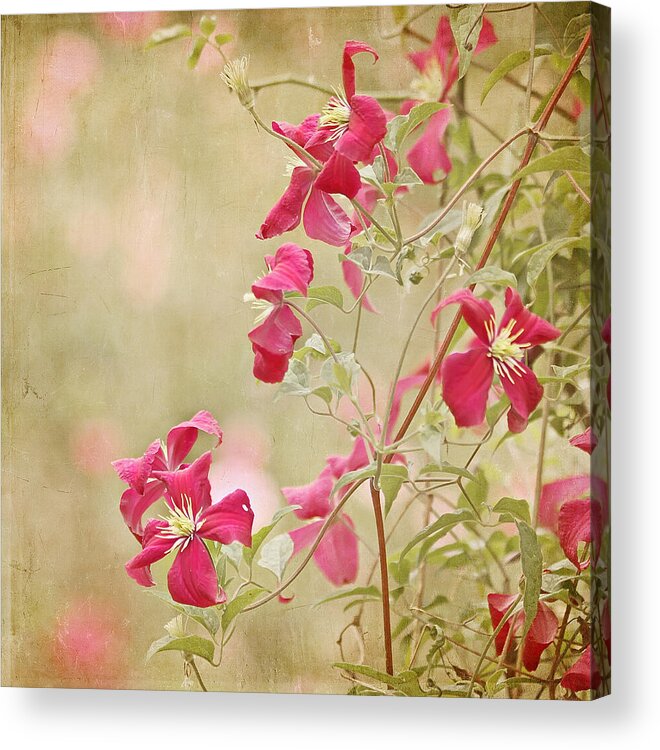 Red Flower Acrylic Print featuring the photograph Spring Whisper by Kim Hojnacki