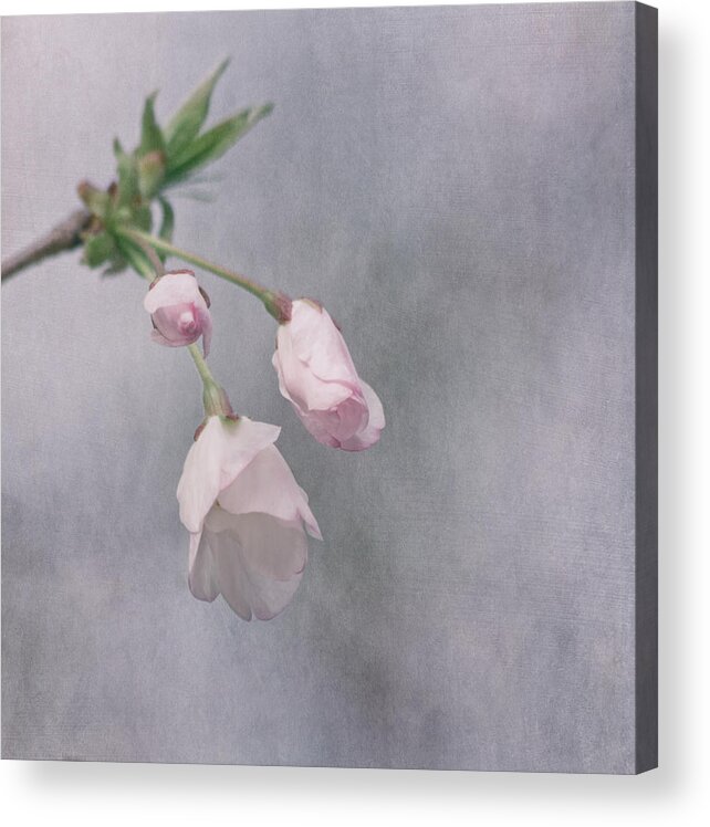 Cherry Blossom Acrylic Print featuring the photograph Spring's Promise by Kim Hojnacki