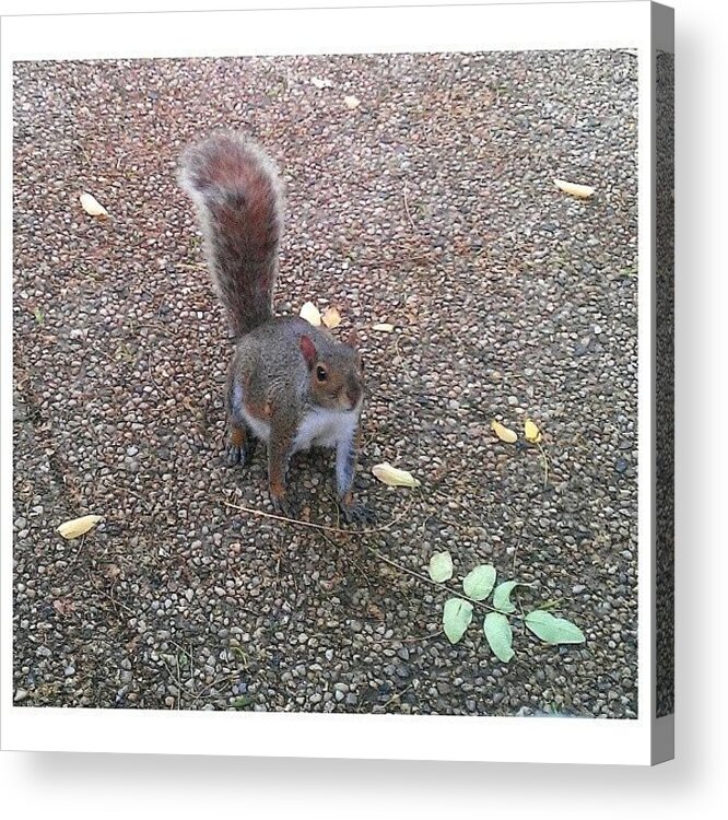 Squirrel Acrylic Print featuring the photograph Squirrel and Leaf by Natalia Weiss