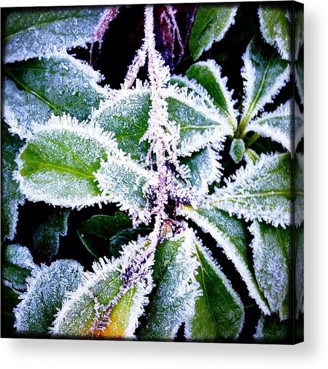 Igersoftheday Acrylic Print featuring the photograph Stay Frosty. #instagood #picoftheday by Kevin Smith