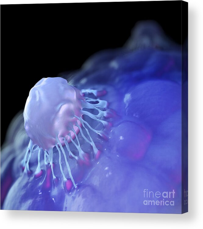 Stem Cell Acrylic Print featuring the photograph Stem Cells by Science Picture Co