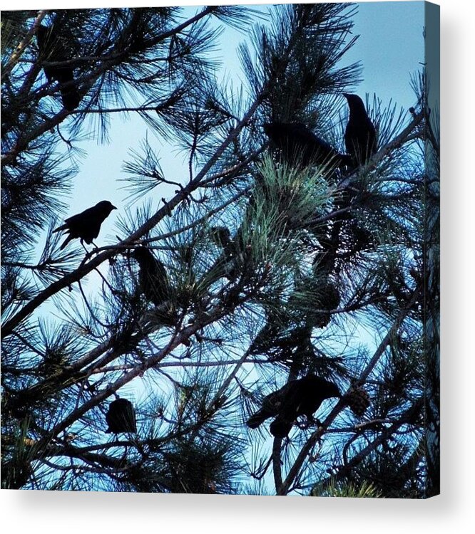 Jj_naturelovers Acrylic Print featuring the photograph Still Life, With Crows by Michele Beere