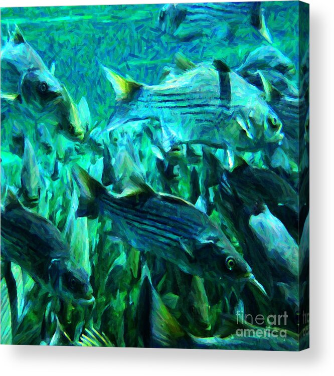 Florida Acrylic Print featuring the photograph Striped Bass - Painterly v1 - Square by Wingsdomain Art and Photography