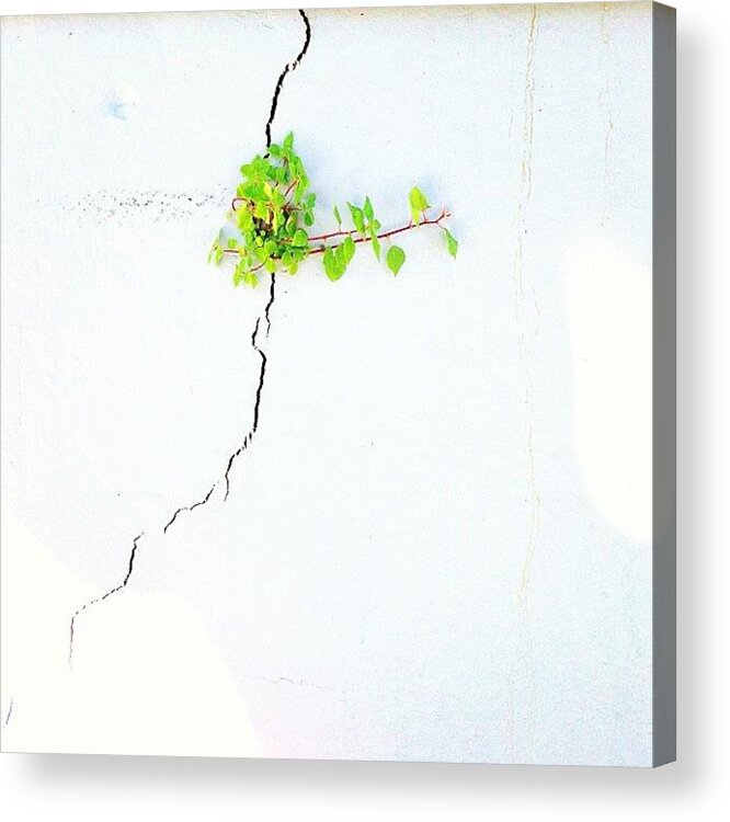 Simpleandpure Acrylic Print featuring the photograph Striving by Julie Gebhardt