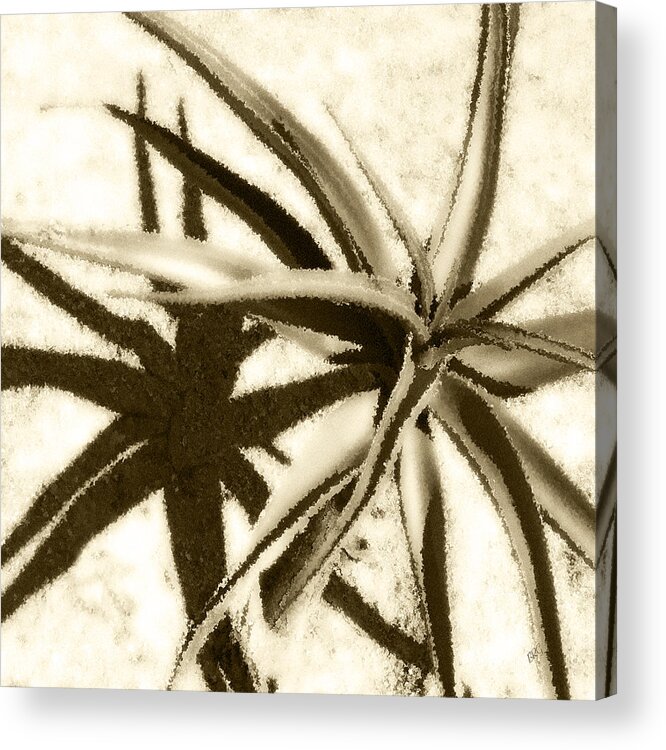 Botanical Acrylic Print featuring the photograph Succulent Under The Scorching Desert Sun by Ben and Raisa Gertsberg