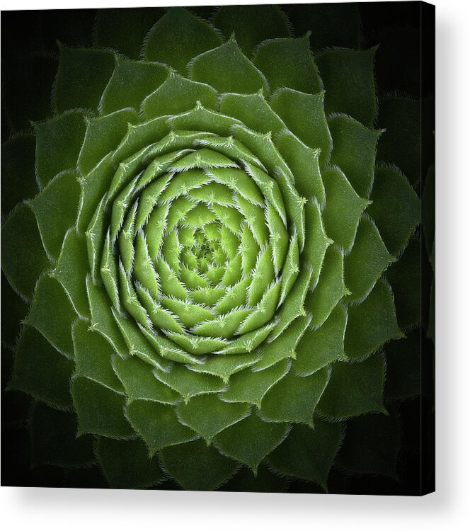 Green Acrylic Print featuring the photograph Succulent by Victor Mozqueda