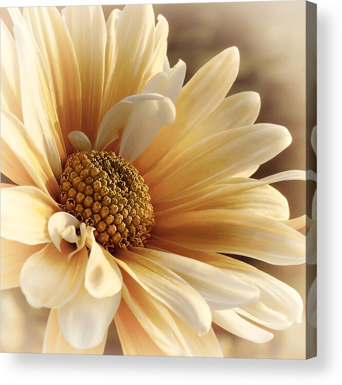 Floral Acrylic Print featuring the photograph Summer Breeze by Darlene Kwiatkowski