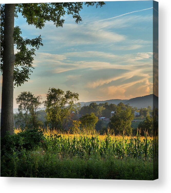 New England Landscape Acrylic Print featuring the photograph Summer Corn Square by Bill Wakeley