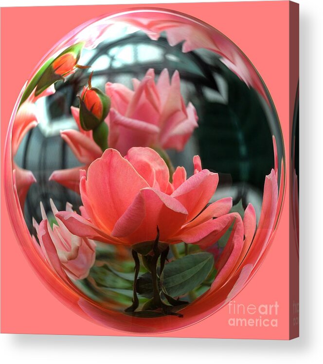Rose Acrylic Print featuring the photograph Summer Love by Renee Trenholm