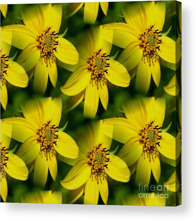 Flower Acrylic Print featuring the photograph Sunflower Dreams by Smilin Eyes Treasures