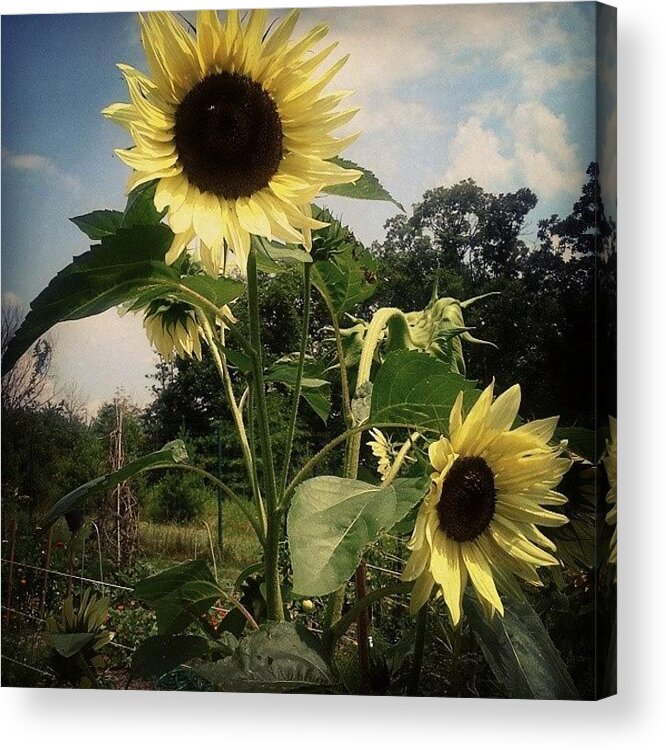 Plants Acrylic Print featuring the photograph Sun Brothers by Milk R