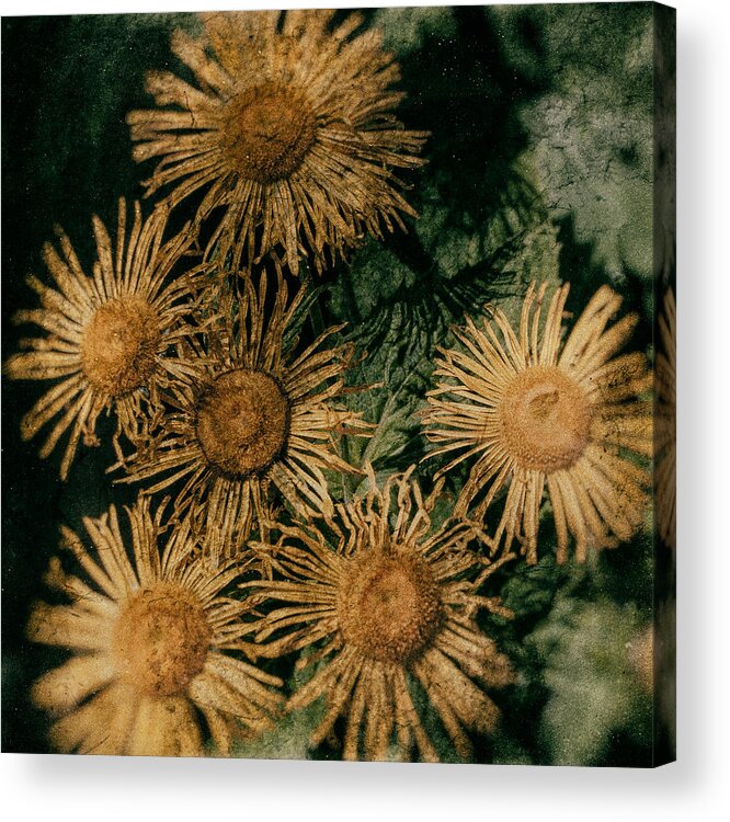 Nostalgia Acrylic Print featuring the photograph Sunflowers by Nigel R Bell