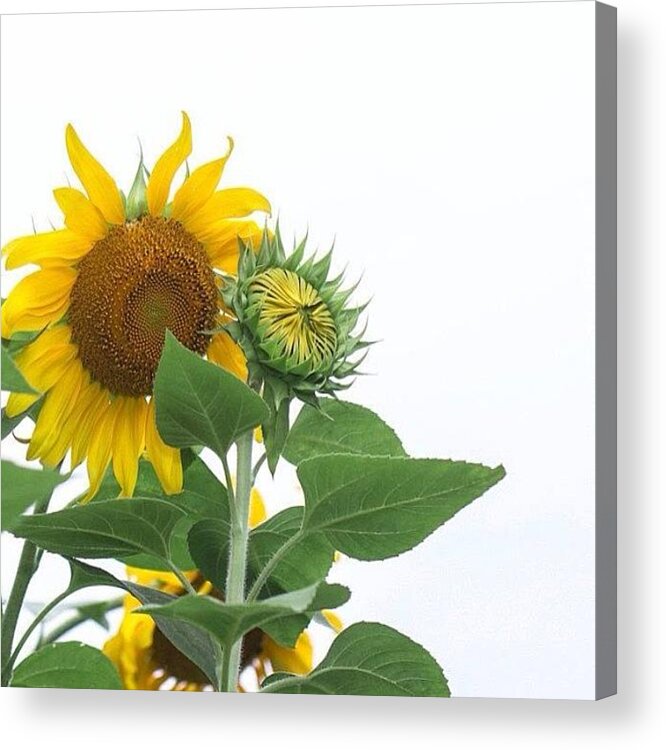 Planting Acrylic Print featuring the photograph Sunflowers! See Full Gallery: by Amber Flowers