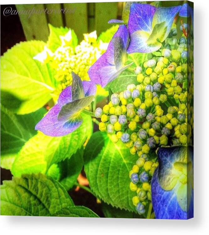 Jj_flowers Acrylic Print featuring the photograph Sunlight On Blue Hydrangea In My Summer by Anna Porter