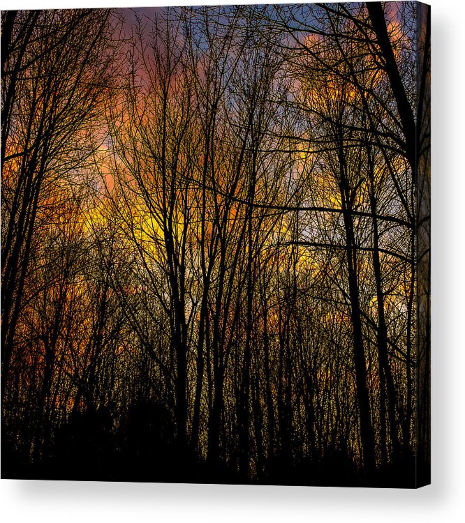Landscape Acrylic Print featuring the photograph Sunlit clouds through a leafless forest by Chris Bordeleau