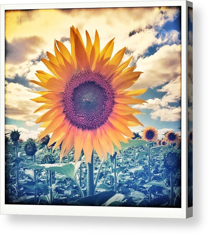 Sunflower Acrylic Print featuring the photograph Sunnie by Candace Fowler