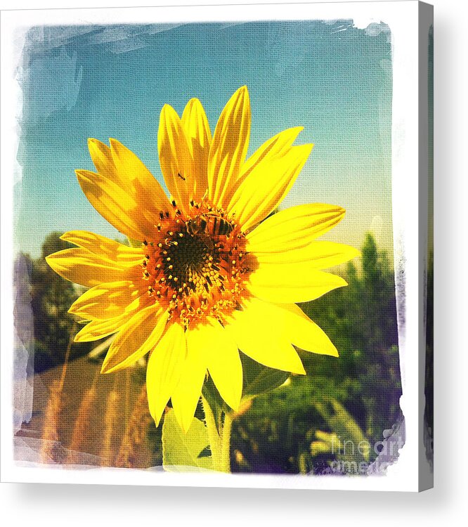 Sunny Day Sunflower Acrylic Print featuring the photograph Sunny Day Sunflower by Nina Prommer