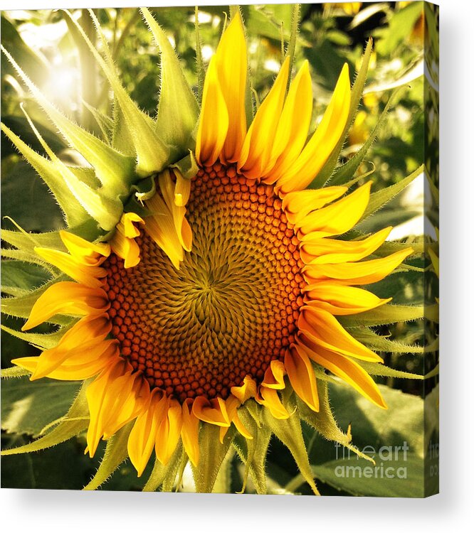 Sunflowers Acrylic Print featuring the photograph Sunny Sunflower by Chris Scroggins