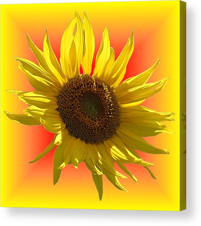 Sunflower Acrylic Print featuring the photograph Sunny Sunflower on Warm Colors by MTBobbins Photography