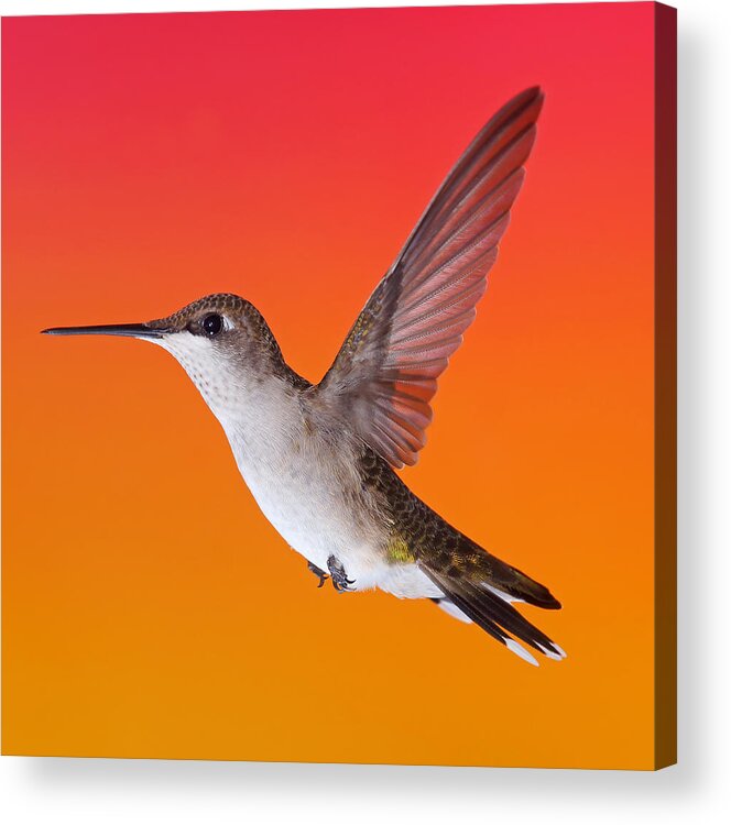 Ruby-throated Hummingbird Acrylic Print featuring the photograph Sunset Lady by Leda Robertson
